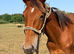 Gorgeous kind and inquisitive ISH filly 16hh+