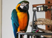 Macaw for sale