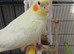 baby cockatiel ready silly tame