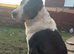 Alabai Puppies (Central Asian Shepherd)
