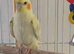 Lutino baby cockatiel