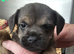 KC registered Border terrier pups
