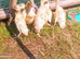 *edited, now outside*Indian Runner duckling FEMALES