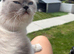 Ragdoll Tica registered kittens