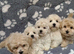 Multipoos puppies