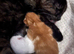 Beautiful kittens