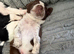 Puppies for sale