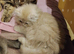 Long hair exotic Persian boy
