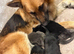 German shepherd pups for sale