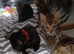 3 Pure bengal babies , ready to leave now