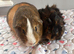 Sows and boars for sale