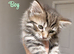 Norwegian forest cat mix