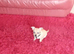 Cute chihuahua