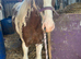 Outstanding yearling gelding