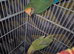 Pair of Lovebirds