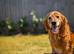 KC Working Golden Retriever Puppies