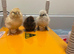 Beautiful Bantam Silkie Chicks