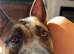 German Shepherd x Belgian Malinois Brothers Looking For Their Forever Home