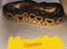 Amazing range of ball pythons avaiable