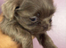 imperial shih tzu