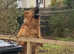 German shepherd for stud in Isle of Arran