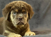 old tyme bulldog full fluffy