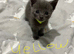 Grey kittens