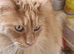 Male maincoon cat