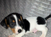 Beautiful Jackk Russell puppies for sale