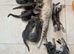 Adorable kittens in London(SE18)
