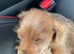 Yorkshire terrier shitzu