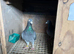 Racing pigeons for sale