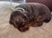 Working cocker spaniel puppies