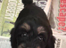Only 2 Left... Absolutely Stunning F1 Cockerpoo Girl Puppies Ready Now!