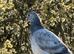 Racing pigeons