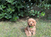 Cockapoo puppies