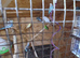 Budgies