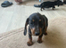 Miniature dachshunds
