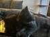 6t0 ovno Blue grey male maincoon 4m