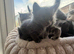 Beautiful fluffy mixed kittens