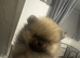 Beautiful KC Registered Pomeranian Puppies
