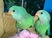 Hand reared baby superb parrot