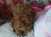 Miniature Poodle.
