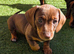 Minature dachshund pups
