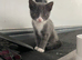 Russian blue cross