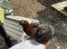 Archangel pigeon for sale