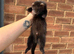 Black self semi angora hob