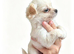XXS Chihuahua Puppys (ReadyToLeave)