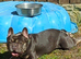 French bull