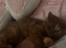 Brown British Shorthair